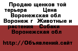 Продаю щенков той терьера...   › Цена ­ 15 - Воронежская обл., Воронеж г. Животные и растения » Собаки   . Воронежская обл.